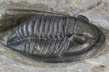 Cornuproetus Trilobite - Excellent Specimen #42253-1